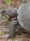 Gopher Tortoise