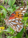 Gulf Fritillary Butterfly