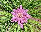 Slash Pine Tree Male Flowers