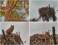 Great Horned Owl