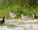 Nesting Shorebirds