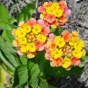 Lantana