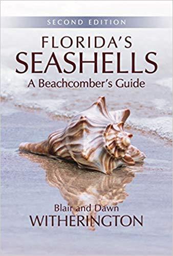 FL Seashells a Beachcomber's Guide