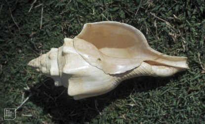 Horse Conch