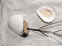 Jekyll Island - #WildlifeWednesday: Rigid pen shells are also called stiff pen  shells. The insides of these fan-shaped shells are smooth and shiny, like  mother-of-pearl, while the outside is covered with rough