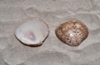 Calico Clam