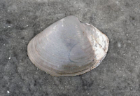 Smooth Duck Clam