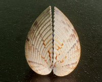 Cockle