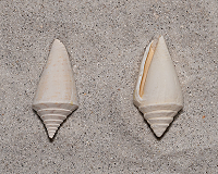 Florida Cone