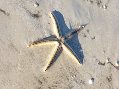 Lined Sea Star