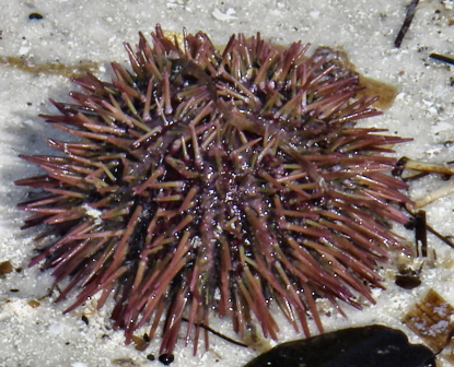 Variegated Sea Urchin