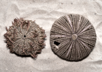 Variegated Sea Urchin