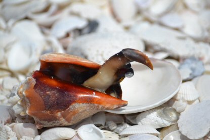 Florida Fighting Conch