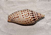 Junonia