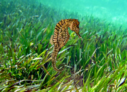 Lined Seahorse