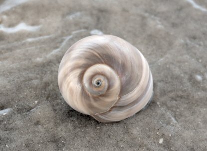 Atlantic Moon Snail