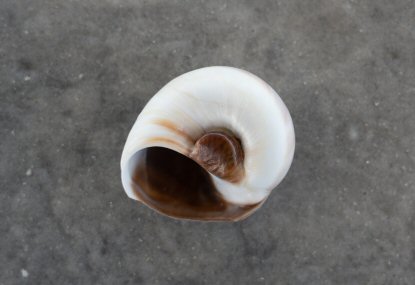 Atlantic Moon Snail