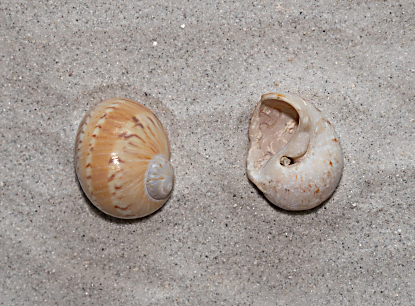 Colorful Moon Snail