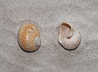 Colorful Moon Snail