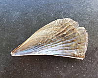 Jekyll Island - #WildlifeWednesday: Rigid pen shells are also called stiff pen  shells. The insides of these fan-shaped shells are smooth and shiny, like  mother-of-pearl, while the outside is covered with rough