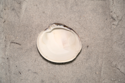 Southern Quahog