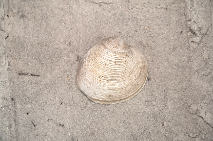 Southern Quahog