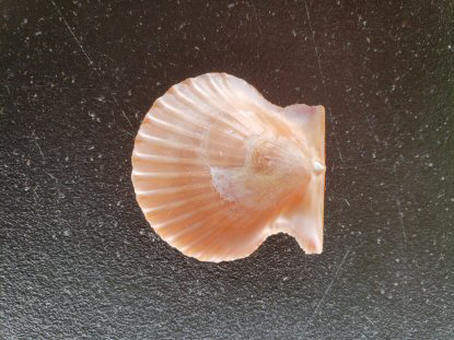 Scallop