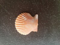 Scallop