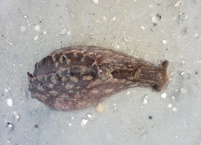 Sea Hare