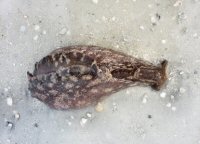 Sea Hare