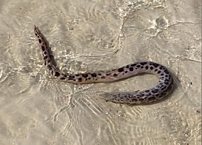 Spotted Spoon-Nose Eel