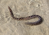 Spotted Spoon-Nose Eel