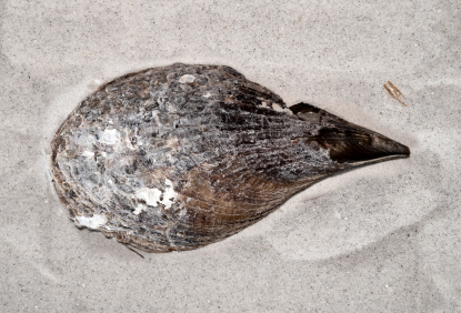 Jekyll Island - #WildlifeWednesday: Rigid pen shells are also called stiff pen  shells. The insides of these fan-shaped shells are smooth and shiny, like  mother-of-pearl, while the outside is covered with rough