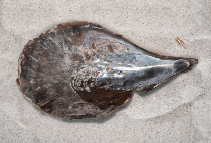 Common Shells of Honeymoon Island State Park Nature Center