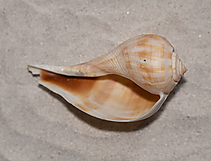 Pear Whelk