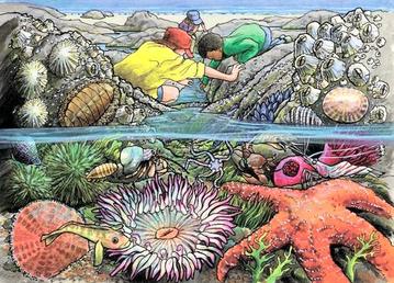 Seashore Tray Puzzle